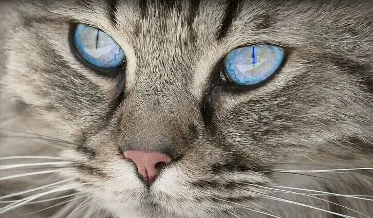 35 年只卖设计，今天亲自下场造芯！Arm 首款自研芯片发布，Meta 抢下首单