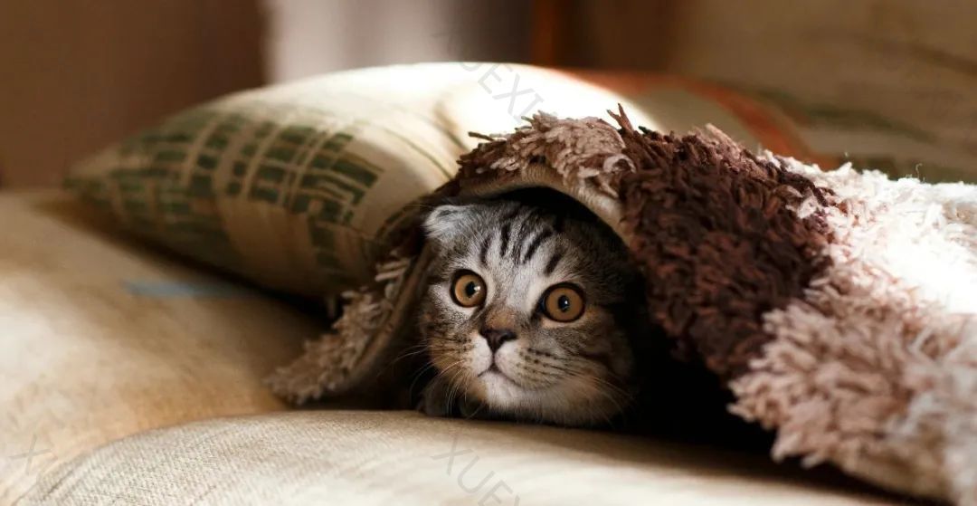 “钮祜禄·奥特曼”彻底回宫;IBM大裁员:关键部门裁80%;乐视回应简历无需写年龄、婚育情况| AI 周报