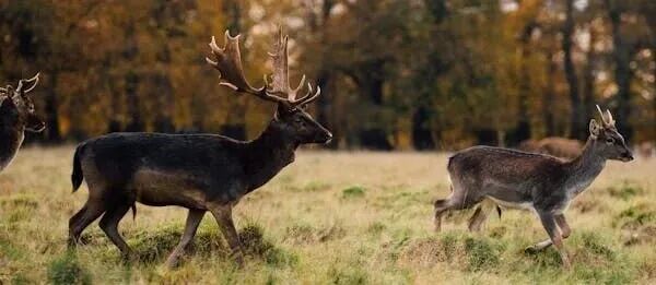 AI 正在毁掉开源：从“协作圣地”到“垃圾洪水”，维护者士气跌至谷底，开始集体掀桌