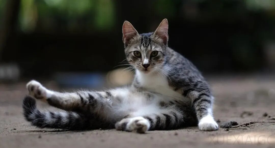 极佳视界获新一轮亿元级 A1 轮融资，CEO：“物理世界 ChatGPT 时刻”将在 2 至 3 年内到来