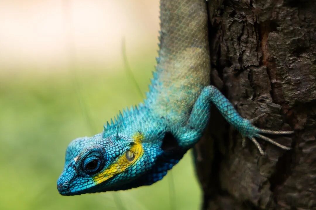 Linus 之后的 Linux？内核社区终于写下“接班预案”