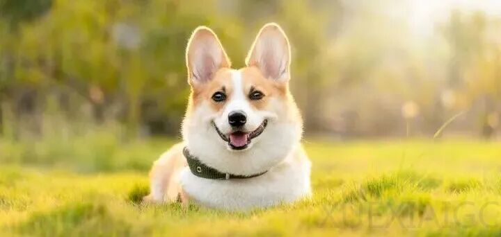 “通用大模型微调成为行业模型是伪命题”？医疗 AI 深度重构，传神语联创始人何恩培：孪生智能体能砍 70% 线下复诊工作