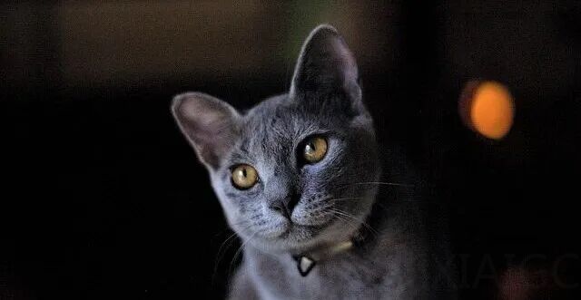 智源悟界·Emu3.5发布,开启“下一个状态预测”!王仲远:或开启第三个 Scaling 范式