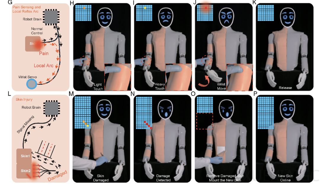 机器人也怕疼！港城突破性电子皮肤：主动痛觉 + 损伤自检双buff拉满