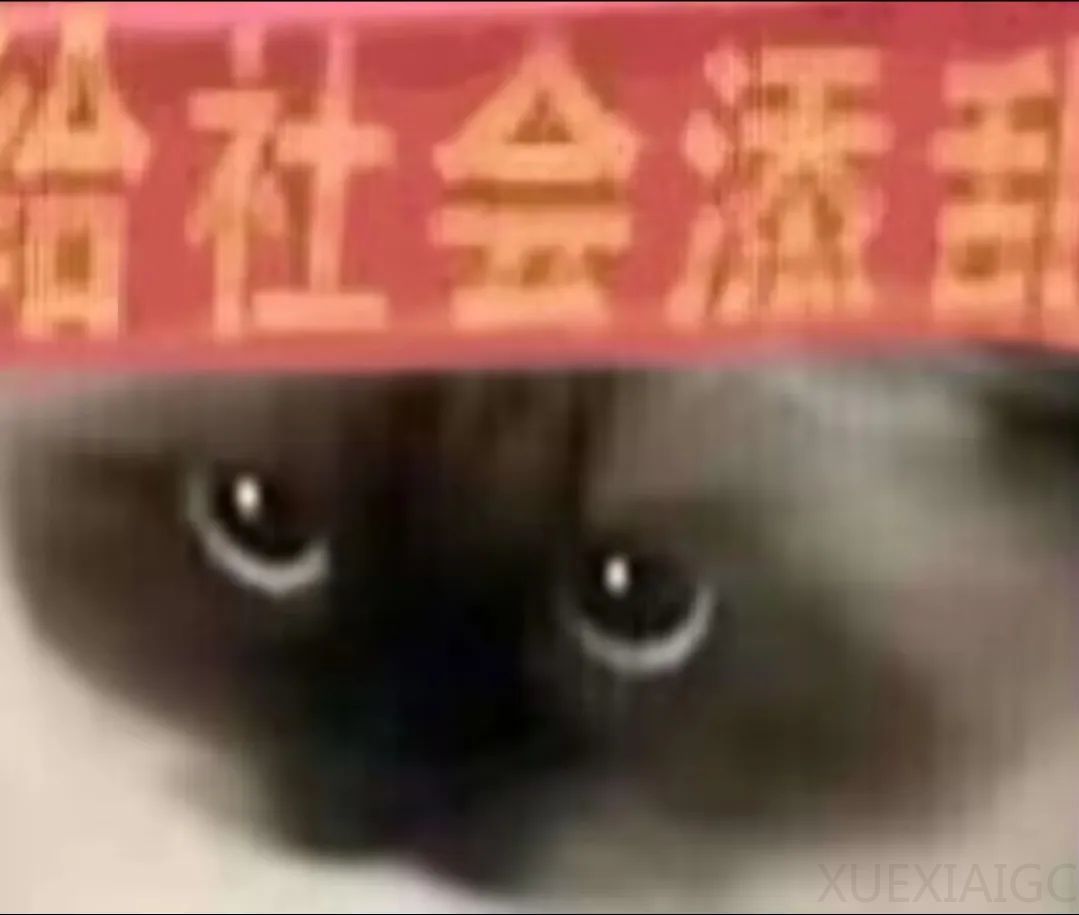 实测Gemini图片转视频新功能,终于蹲到经典梗图后续了(doge)