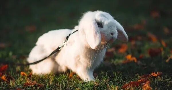 【深度长文】从“会聊天”到“能干活”：OpenClaw架构深度拆解与价值挖掘